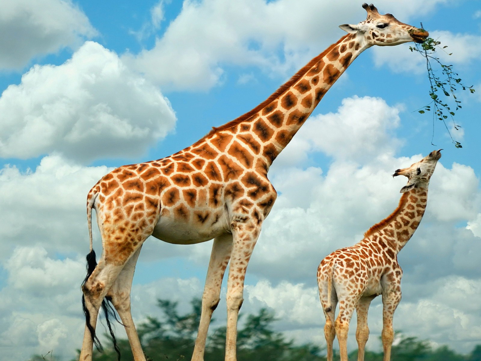 girafas1