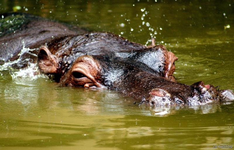hipopotamo2