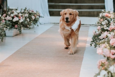 Cachorros na cerimônia e festa de casamento. Pode levar?