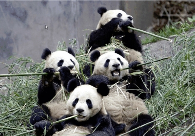 Ursos Panda...