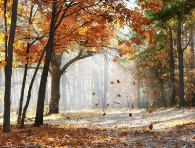 Como prevenir doenças respiratórias com a chegada do Outono
