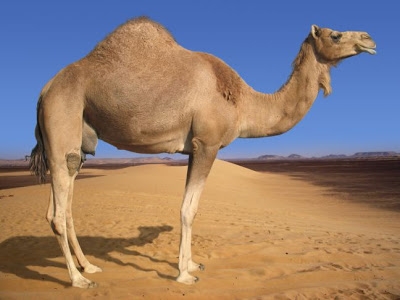 Filosofia do Camelo