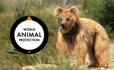 WSPA (World Animal Protection) agora é Proteção Animal Mundial