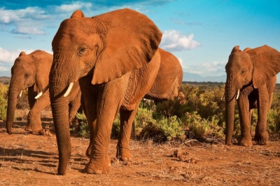 Elefantes e interatividade com os humanos