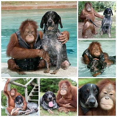 Orangotango e Cachorro: amigos para sempre