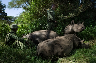Caça ilegal dos Rinocerontes na África, em Exposição