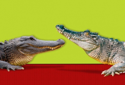 Jacaré e Crocodilo: diferenças