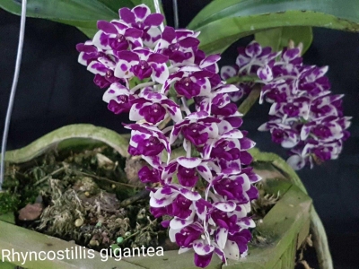 São Paulo expõe orquídeas exóticas de mais de 20 colecionadores brasileiros em evento gratuito