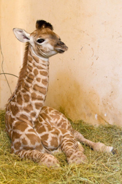 Bebê-Girafa no Zoológico de São Paulo