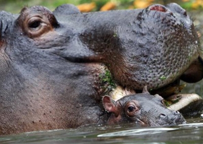 Hipopótamos: enormes e fofos