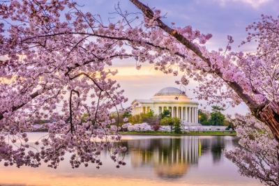 Vem aí, a florada das cerejeiras em Washington, DC