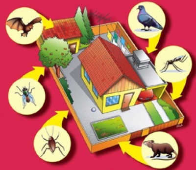 Aranhas, formigas, ratos, baratas... como combater essas &quot;Pragas Urbanas&quot;?