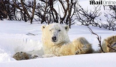 Urso polar brincalhão...