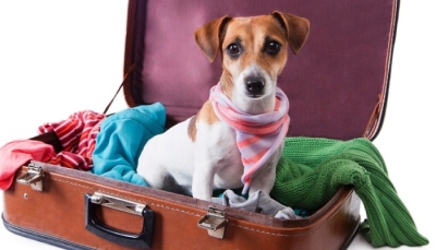 Onde deixar seu cão nas férias?