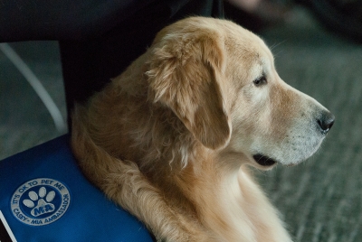 Cão é anfitrião de passageiros no Aeroporto Internacional de Miami