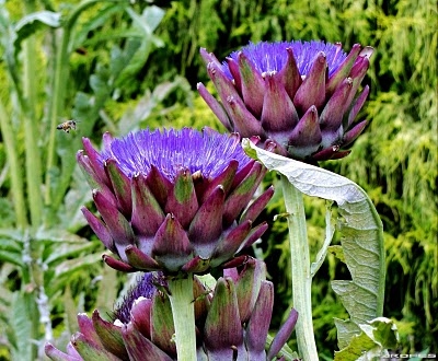 Alcachofra, uma flor deliciosa