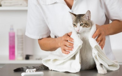 Banho a seco para cães e gatos. Economia na certa!